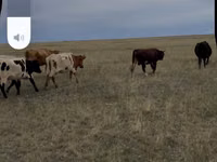 Bovinos (lote, sexo no especificado), Latvian Blue cattle — foto 3