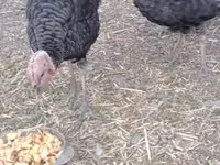 Turkeys — Foto 3
