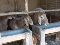 Schafe (Partie, Geschlecht nicht angegeben), Arashan sheep — Foto 1