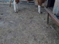 गाय, Simmental cattle — फ़ोटो 2