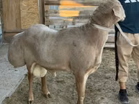 Carnero, Edilbay sheep — foto 1