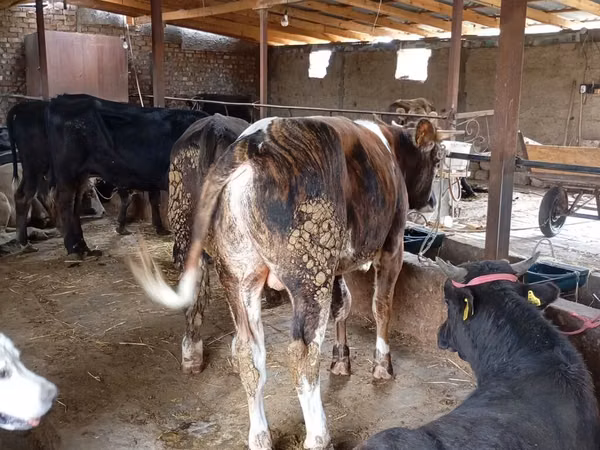 公牛, Swiss cattle — 吉尔吉斯斯坦