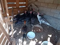 Turkeys — الصورة 3