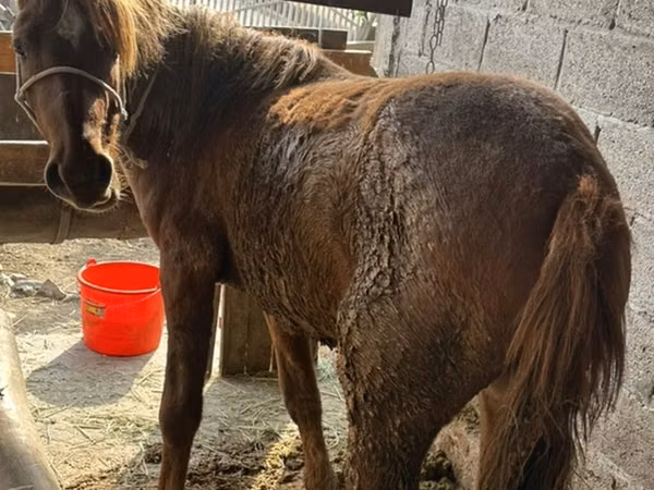 فرس, Tatar horse