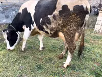 गाय, Russian Black pied cattle — फ़ोटो 4