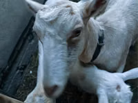 Ziege, Saanen goat — Foto 3