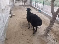 Кочкор, Гиссар койу — сүрөт 1