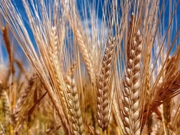 Продаю🌾арпа ячмень!