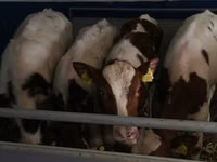 ثور, Simmental cattle — الصورة 1