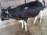 母牛, Russian Black pied cattle — 照片 2