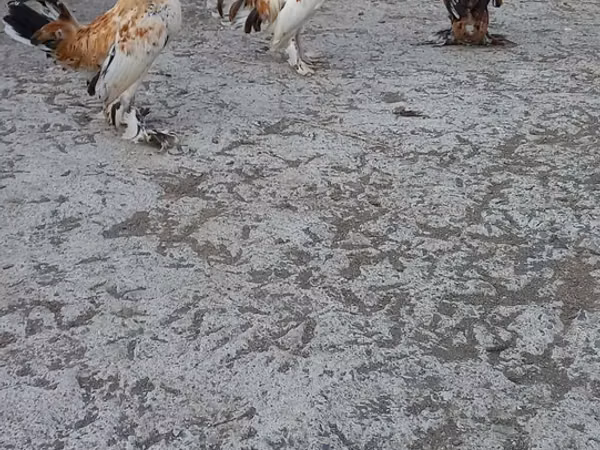 Bantam japonesa