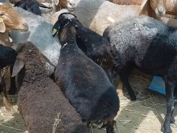 Carnero, Ovejas — Kazajistán