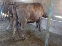 母牛, Swiss cattle — 照片 1