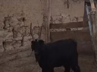 Cabro, Cabras — foto 1