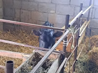 Kuh, Swiss cattle — Foto 7