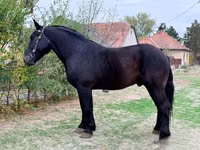 Hengst, Lipizzaner — Foto 2