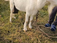 Cabra, Cabras — foto 1