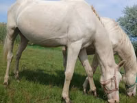 حصان, Akhal-Teke — الصورة 3