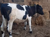 Toro, Russian Black pied cattle — foto 4