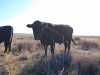 Bulle, Swiss cattle — Foto 4