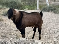 Ziegenbock, Nubian Goat — Foto 4
