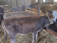 Bull, Swiss cattle — photo 7