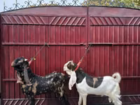 Ziegenbock, Kamori goats — Foto 3