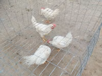Chickens — الصورة 2