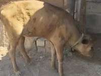 गाय, Latvian Blue cattle — फ़ोटो 2