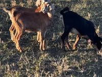 母山羊, Nubian Goat — 照片 1