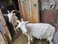 عنزة, Saanen goat — الصورة 4