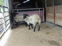 Qoʻy, White Suffolk sheep — 3-rasm