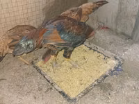 Chickens — 2-rasm