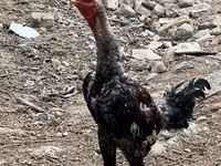 Chickens — Foto 1