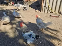 Chickens — الصورة 4