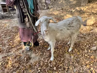 Ziege, Alpine goat — Foto 3