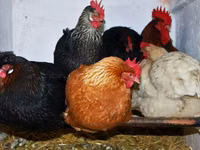 Chickens — Foto 8