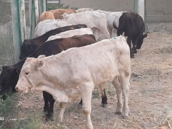 Уй эти (партия, жынысы көрсөтүлгөн эмес), Лимузин сиыры