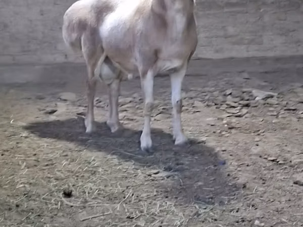 كبش, الأغنام