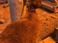 Carnero, Hissar sheep — foto 3
