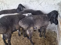 Widder, Blackheaded Persian sheep — Foto 1
