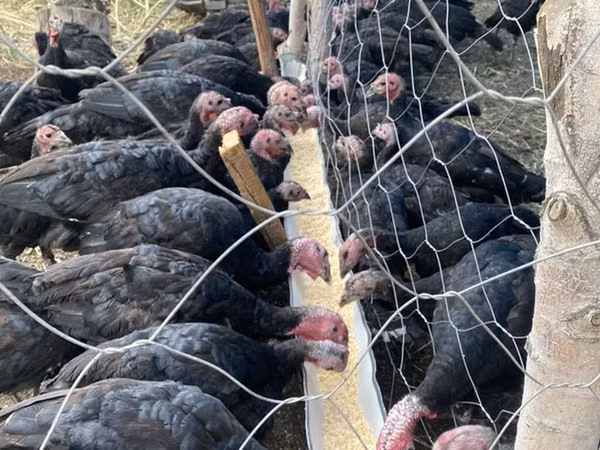 Turkeys — Kirgisistan
