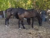 公马, Horses — 照片 1