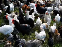 Chickens — foto 1