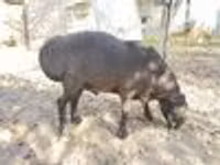 Widder, Hissar sheep — Foto 7