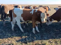 Бұқа, Simmental cattle — 2-сурет