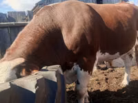 Bulle, Kasachische Weißkopfkuh — Foto 2