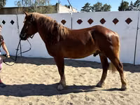 Caballo, Russian Heavy Draft — foto 6