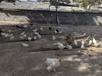Chickens — Foto 1