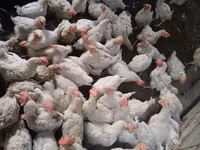 Chickens — Foto 1